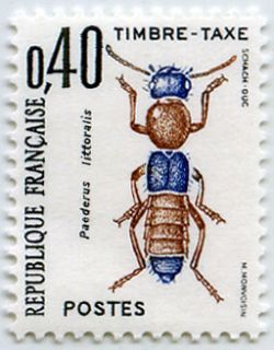 Rove Beetle (Paederus littoralis)