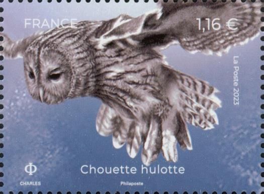 Tawny Owl (Strix aluco)