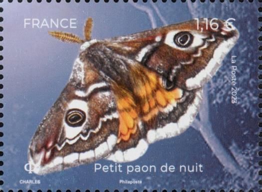 Small Emperor Moth (Saturnia pavonia)