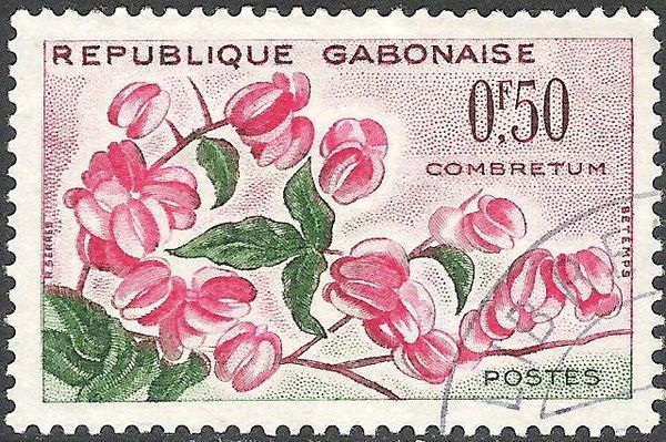 Bushwillow (Combretum grandiflorum)