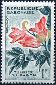 African Tulip Tree (Spathodeum campanulata)