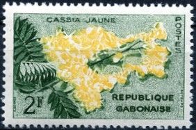 Golden Shower Tree (Cassia fistula "deareana")