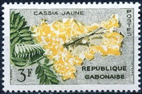 Golden Shower Tree (Cassia fistula "deareana")
