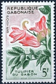 African Tulip Tree (Spathodeum campanulata)