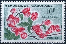 Bushwillow (Combretum grandiflorum)