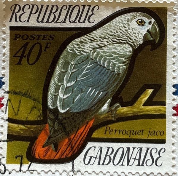 Grey Parrot (Psittacus erithacus)