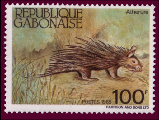 African Brush-Tailed Porcupine (Atherurus africanus)