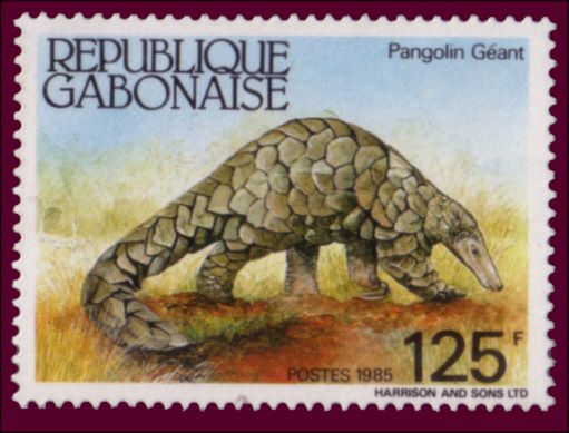 Giant Pangolin (Manis gigantea)