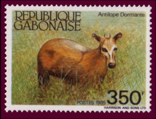 Bay Duiker (Cephalophus dorsalis)