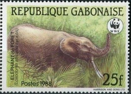 African Forest Elephant (Loxodonta africana cyclotis)