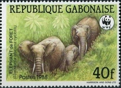African Forest Elephant (Loxodonta africana cyclotis)