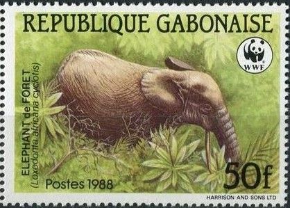 African Forest Elephant (Loxodonta africana cyclotis)