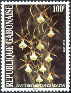 Plectrelmintus caudatus