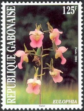 Eulophia
