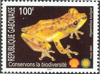 Frog (Hyperolius kuligae)