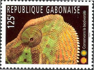 Chameleon (Chamaeleo sp.)