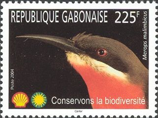 Rosy Bee-eater (Merops malimbicus)
