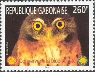 Red-chested Owlet (Glaucidium tephronotum)