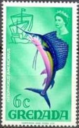 Atlantic Sailfish (Istiophorus albicans)