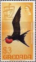 Magnificent Frigatebird (Fregata magnificens)