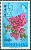 Bougainvillea