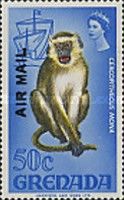 Mona Monkey (Cercopithecus mona)