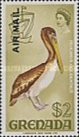 Brown Pelican (Pelecanus occidentalis)