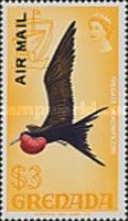Magnificent Frigatebird (Fregata magnificens)