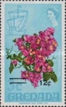Bougainvillea