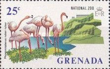 Roseate Flamingo (Phoenicopterus ruber)