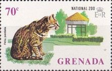Ocelot (Felis pardalis)