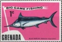 Blue Marlin (Makaira nigricans)