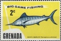 White Marlin (Tetrapturus albidus)