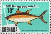Yellowfin Tuna  (Thunnus albacares)