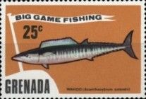 Wahoo (Acanthocybium solandri)