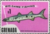 Great Barracuda (Sphyraena barracuda)