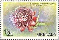 Giant Granadilla (Passiflora quadrangularis)