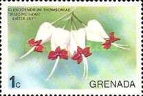 Bleeding heart (Clerodendrum thomsoniae)
