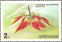 Poinsettia (Euphobia pulcherrima)