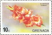 Gladioli (Gladiolus)