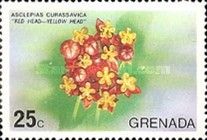 Red head-yellow head (Asclepias curassavica)