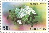 Plumbago (Plumbago capensis)