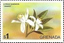 Orange (Citrus sinensis)