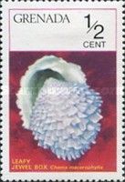 Leafy Jewel Box Clam (Chama macerophylla)