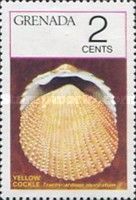 Yellow Cockle (Trachycardium muricatum)