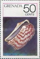 Turkey Wing (Arca zebra)