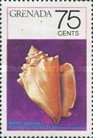 West Indian Fighting Conch (Strombus pugilis)