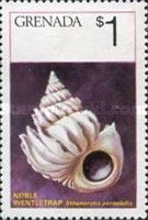 Noble Wentletrap (Sthenorhytis pernobilis)