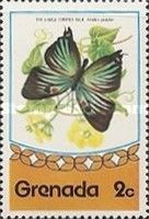 Large Striped Blue Butterfly (Atlides polybe)