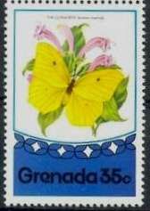 Gonatryx Butterfly (Anteos maerula)